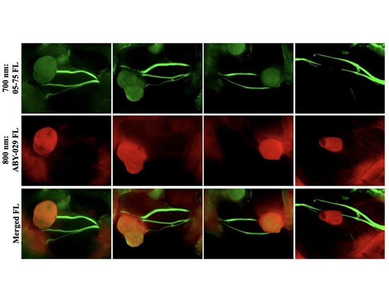 Imagen: Visualización de nervios y tumores mediante fluorescencia de dos colores (foto cortesía de D. A. Szafran et al., doi: 10.1117/1.jbo.30.s1.s13707)